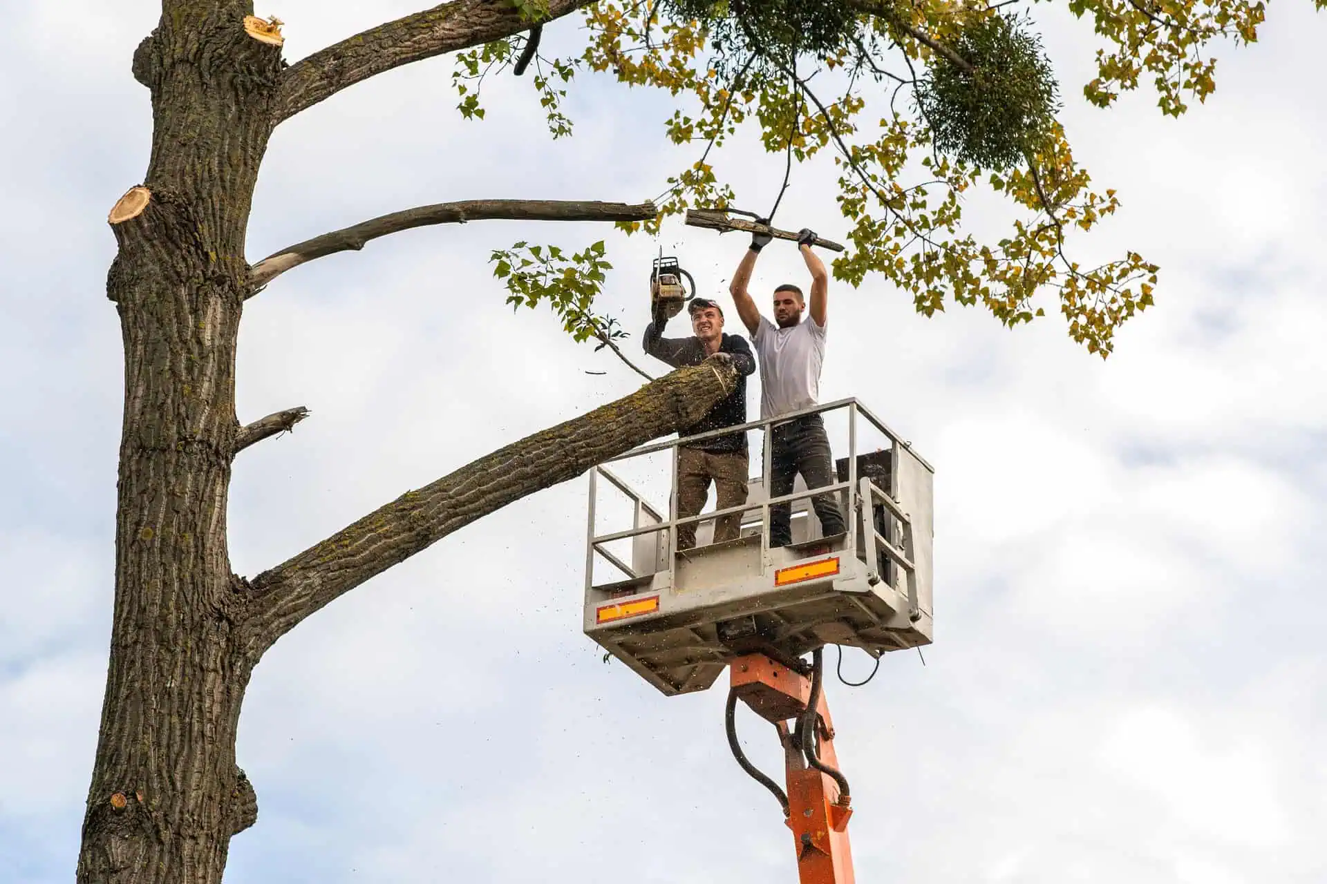 Arborist Insurance Texas